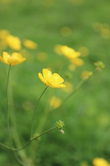 Field of Golden Buttercups in Spring, England.