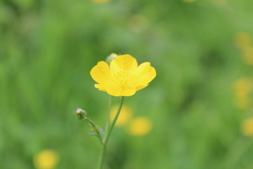Obraz premium Field of Golden Buttercups in Spring, England.