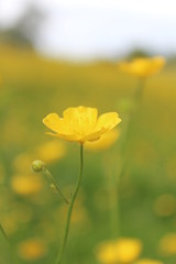 Field of Golden Buttercups in Spring, England.