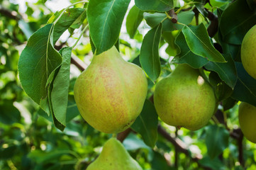 Pears on branch. Pears - orchard