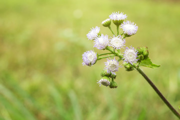 White flower blooming in the meadow