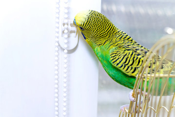 Budgerigar on the birdcage. Budgie. Installation of plastic wind