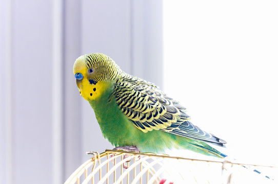 Fototapeta budgerigar