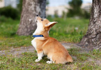 Щенок вельш корги, пемброк