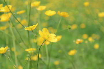 Field of Golden Buttercups, England.