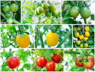 Set of Tomatoes growing (green, yellow, red)