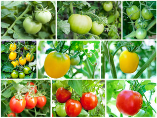 Set of Tomatoes growing (green, yellow, red)