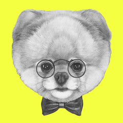 Original drawing of Pomeranian dog with glasses and bow tie. Isolated on colored background.