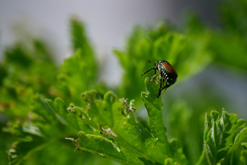 Japanese Beetle (Popillia japonica) Destroying Plant