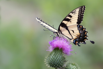 Eastern tiger swallowtail on pink thistle plant.