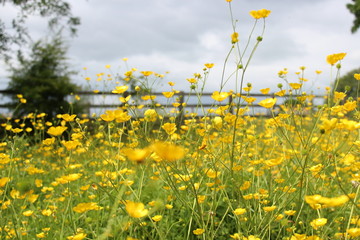 Field of Golden Buttercups, England.