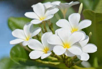 Fototapeta na wymiar frangipani - plumeria white flower