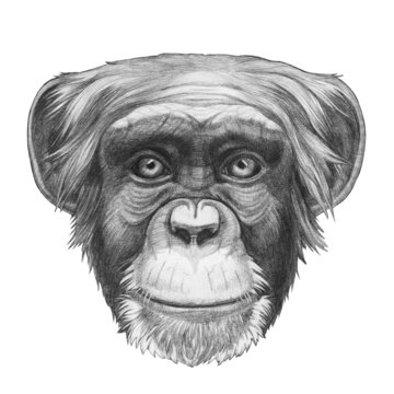 Original drawing of Monkey. Isolated on white background.