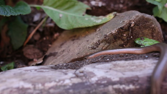 Anguis fragilis, or slow worm, slow-worm or slowworm, is a limbless reptile native to Eurasia. It is also sometimes referred to as the blindworm or blind worm.