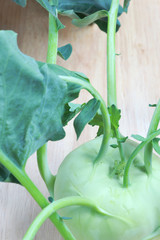 Kohlrabi