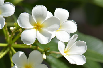 Naklejka na ściany i meble frangipani - plumeria white flower