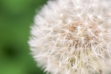Fototapeta premium Dandelion Seeds Macro Close Up