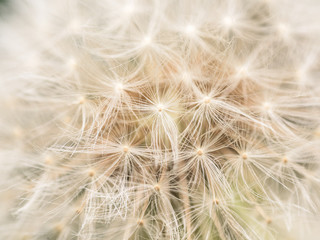 Dandelion Seeds Macro Close Up