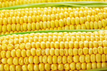 Corn