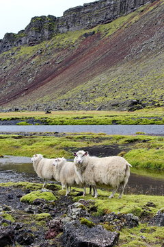 sheep on lava field, Eldgja, Iceland