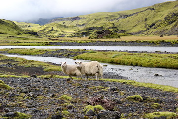 Fototapeta na wymiar sheep on lava field, Eldgja, Iceland