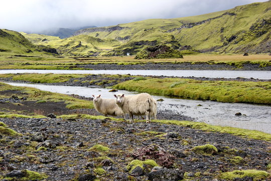 sheep on lava field, Eldgja, Iceland