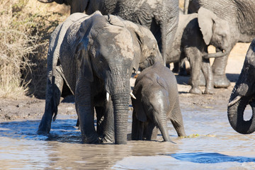 Obraz premium Elephant herd playing in muddy water with lot of fun
