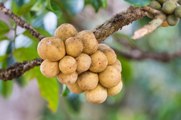 Longkong, Thai favorite fruit, on a tree