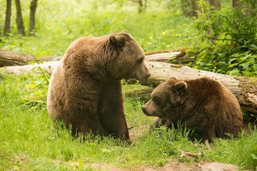 Der BÄRENWALD Müritz bietet Bären aus schlechter Haltung seit 2006 ein tiergerechtes Zuhause.