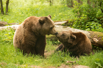 Naklejka premium SANKTUARIUM DLA NIEDŹWIEDZI Müritz oferuje niedźwiedziom ze złej hodowli od 2006 roku dom przyjazny zwierzętom.
