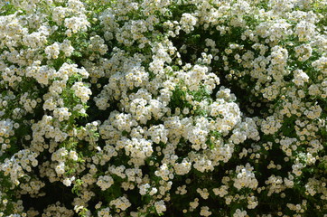 Rosier liane blanc géant