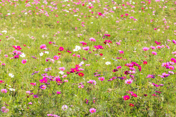 Cosmos sulphureus in a green field.