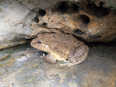 Closeup of Asian River Frog