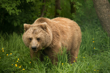 Der BÄRENWALD Müritz bietet Bären aus schlechter Haltung seit 2006 ein tiergerechtes Zuhause.
