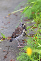 Thrush close up