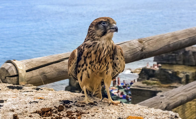 hawk