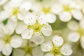 Small White Flowers Blossom In Spring Garden