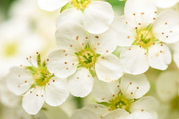 Small White Flowers Blossom In Spring Garden