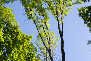 summer trees