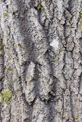 bark wooden background