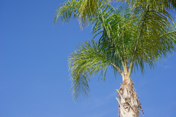Palm Tree Fronds