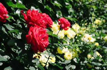 roses on a bush