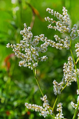 Аконогонон альпийский или Таран альпийский ( Aconogonon alpinum)