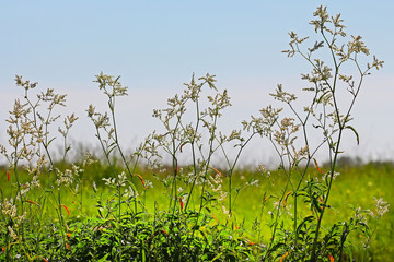 Аконогонон альпийский или Таран альпийский ( Aconogonon alpinum)