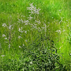 Аконогонон альпийский или Таран альпийский ( Aconogonon alpinum)