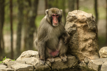 Naklejka na ściany i meble Scimmia seduta sulla roccia