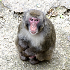 Macaco adulto - primo piano