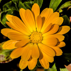 Calendula