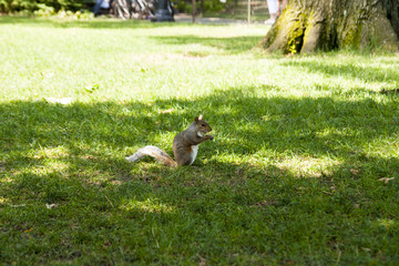 Scoiattolo nel parco