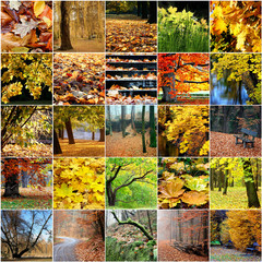 Colorful collage of autumn trees Leaves